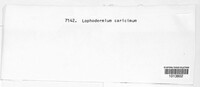 Lophodermium caricinum image